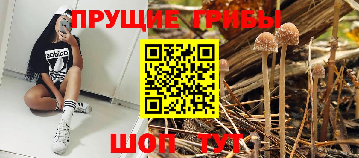 Галлюциногенные грибы Psilocybe  купить наркотики сайты  Строитель  Вход с VPN 